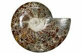 Polished Fossil Ammonite (Cleoniceras) - Madagascar #349174-1